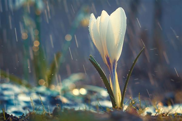 گل تك كروكوس سفید در باران بهاری