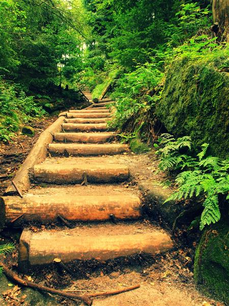 پله های چوبی قدیمی در باغ جنگلی بزرگ مسیر پیاده روی توریست ها