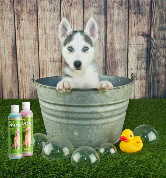 توله سگ هاسکی کوچک و شیرین که در وان حمام در فضای باز نشسته و حباب و یک اردک لاستیکی دور خود دارد