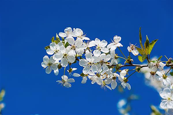 شکوفه های گیلاس در بهار در برابر آسمان آبی پس زمینه فصلی گل های طبیعی