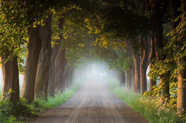 جاده جنگلی صبح پومرانیا لهستان