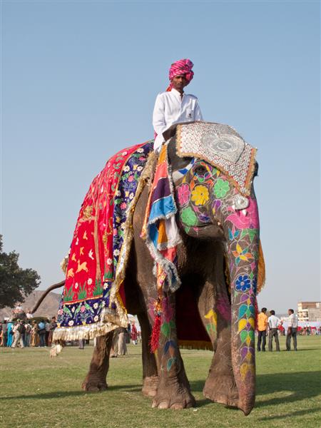 جیپور هند فیلها و مجریان رنگارنگ رنگی برای جشنواره سالانه فیل ها