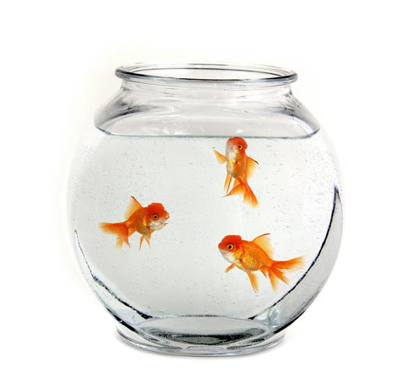 سه ماهی قرمز در یک کاسه شنا می کنند