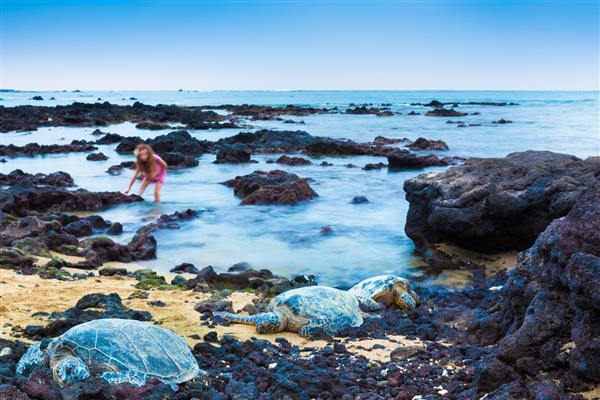 دختر کوچکی که در یک ساحل سنگی آتشفشانی با لاک پشت های سبز دریایی در حال استراحت در هاوایی است تمرکز روی لاک پشت ها است پس زمینه عمداً تار است