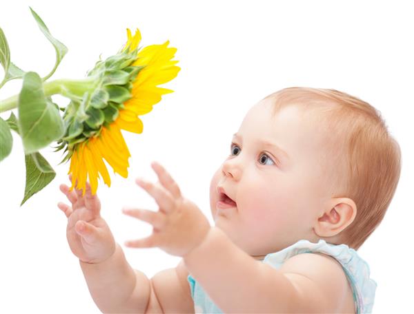 کودک ناز با آفتابگردان جدا شده روی پس زمینه سفید دختر کوچک کنجکاو در حال بررسی گل بزرگ زرد