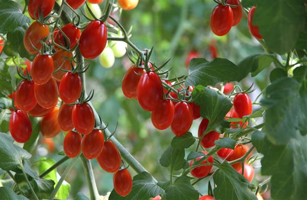 گیاهان گوجه فرنگی تازه