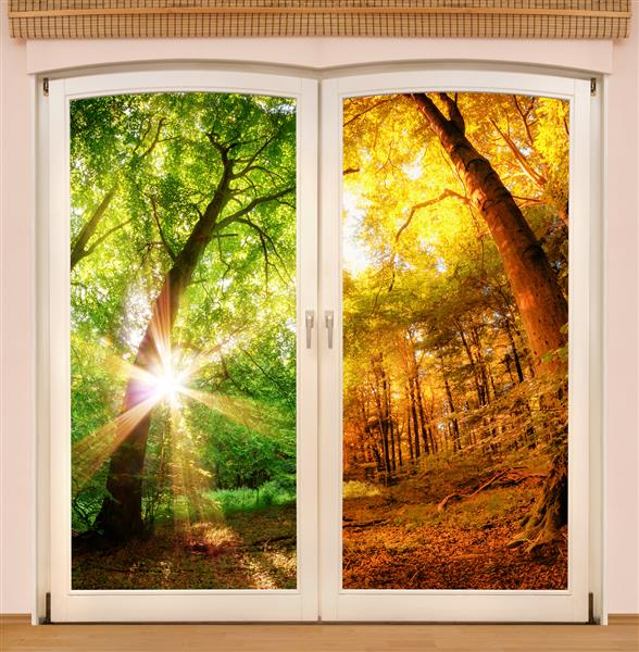 پنجره جادویی که تغییر فصل را نشان می دهد یک جنگل آفتابی نیمی در تابستان و نیمی در رنگ های پاییزی