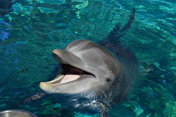 دلفین شاد
