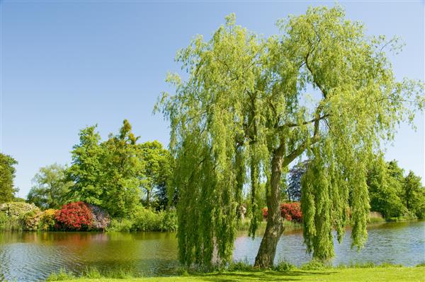 گریه درخت بید در کنار رودخانه در تابستان