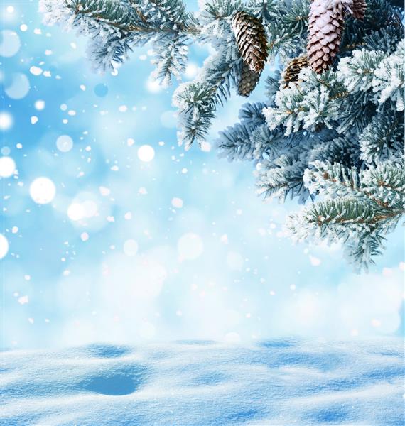 زمینه کریسمس زمستانی با شاخه درخت صنوبر