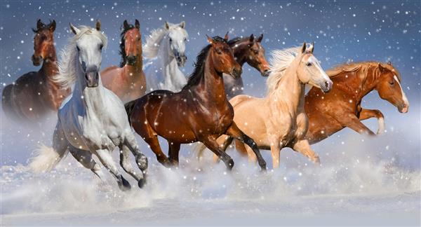 گله اسب در مزرعه برفی زمستانی به سرعت می دوید