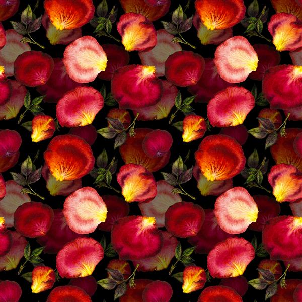 طرح بدون رنگ آبرنگ از گلبرگهای صورتی و قرمز و برگهای گل رز