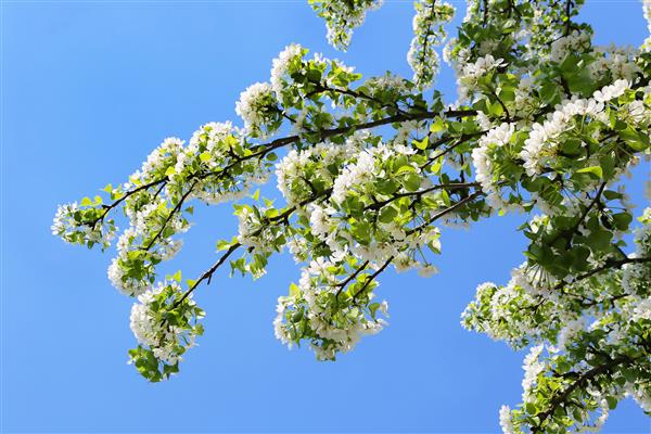 شاخه درخت بهاری با گلهای سفید زیبا در آسمان آبی