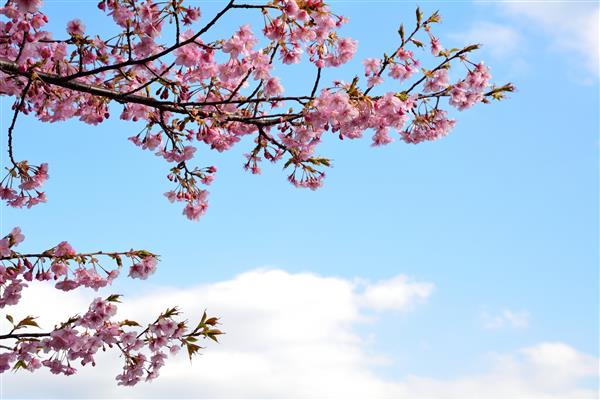 گل های یک درخت گیلاس در اوایل بهار در ژاپن شکوفا می شود