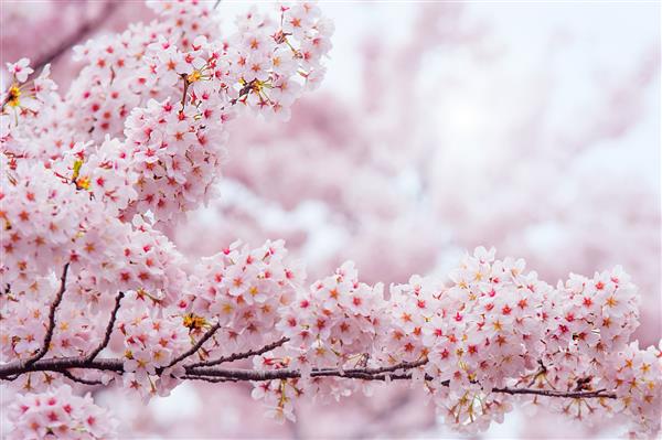 شکوفه های گیلاس با تمرکز نرم فصل ساکورا