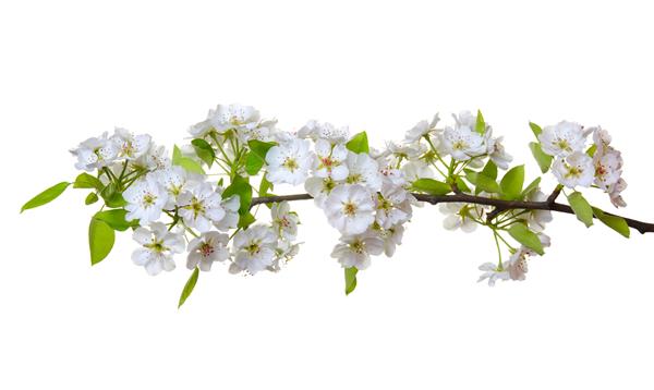 شاخه ای با شکوفه های جدا شده روی سفید
