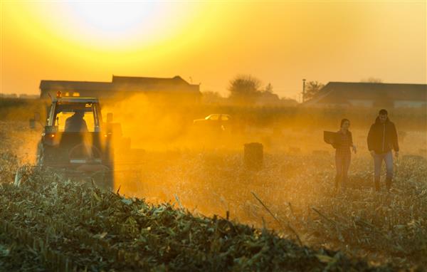 مهندس زن با لپ تاپ و صاحب زمین در حال راه رفتن در مزرعه ذرت برداشت شده در هنگام طلوع غروب خورشید