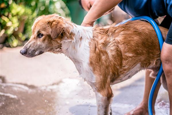 سگ بی خانمان تایلندی توسط زنانی در هوای بسیار گرم استحمام می کند