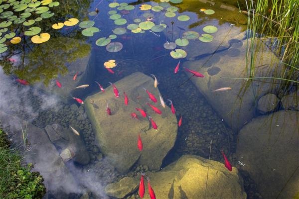 یک برکه آرام با ماهی قرمز و پد های زنبق