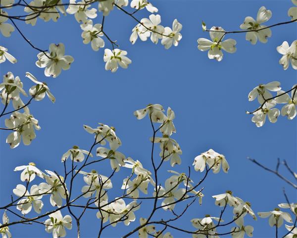 شکوفه های سفید جنگلی از نمای زیر درخت در آسمان آبی
