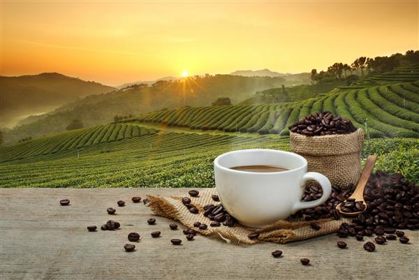 فنجان قهوه داغ با دانه های قهوه ارگانیک روی میز چوبی و زمینه مزارع