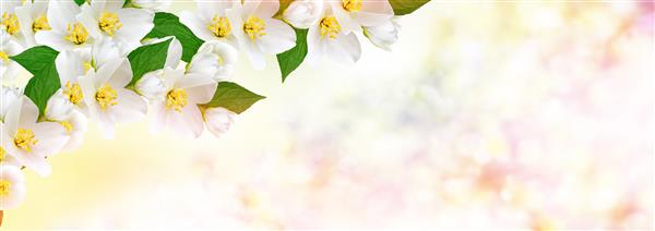 یاس سفید شاخه گل های بهاری ظریف است