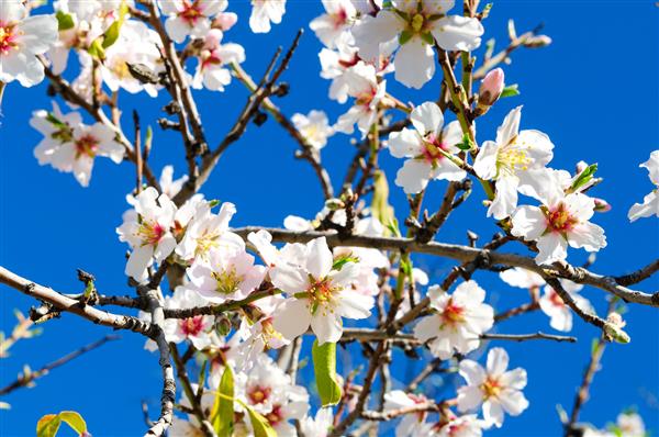 درخت بادام شکوفه های کامل در سانتیاگو اسپانیا