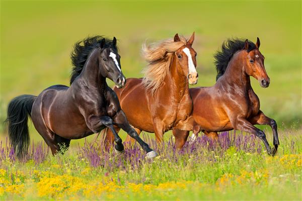 اسبها در گلزارهای گل می دوند