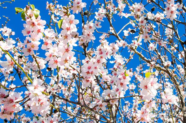 درخت بادام در بهار در برابر آسمان آبی شکوفا می شود پس زمینه گل زیبا