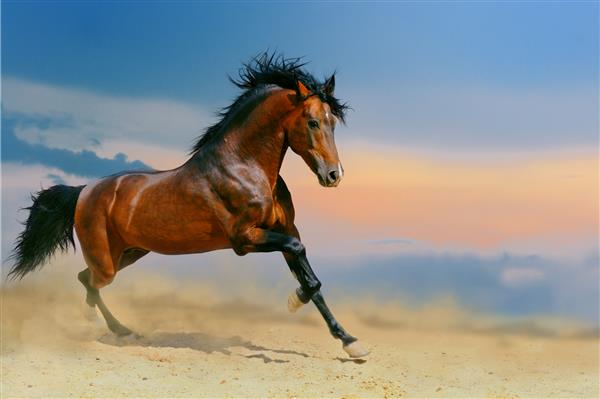دویدن اسب خلیج در صحرا