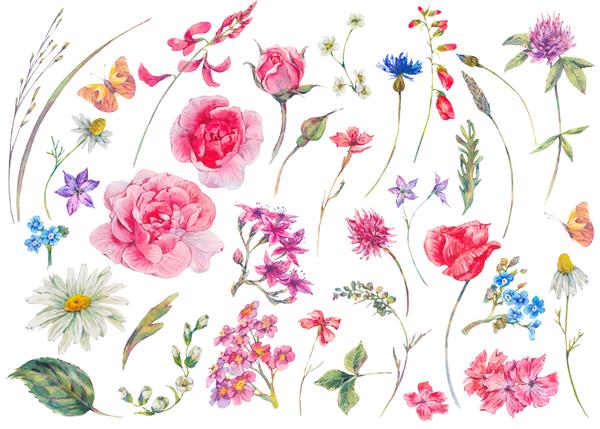 مجموعه آبرنگ از عناصر طبیعی گل تابستانی باغ گلهای وحشی پروانه ها گل رز