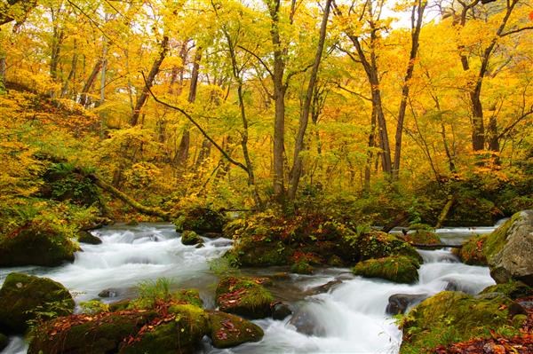 رنگ های پاییزی رودخانه Oirase واقع در استان آئوموری ژاپن