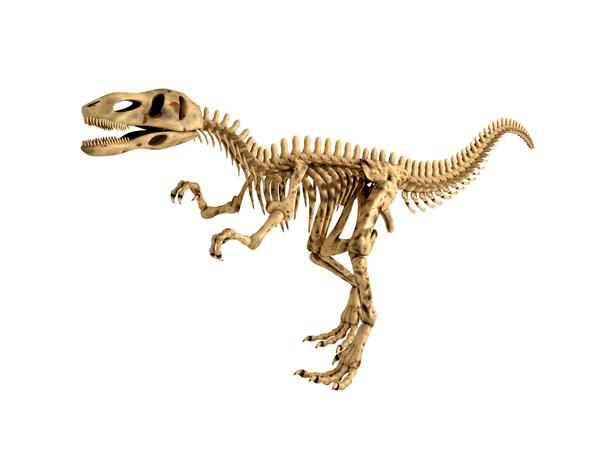اسکلت دایناسور تیرکس که روی سفید جدا شده است