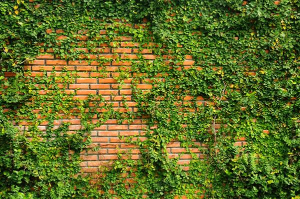 بافت برگ سبز روی دیوار آجری قرمز