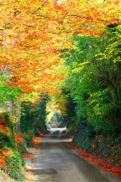 جاده روستایی ساکت و آرام در زیر سایبان پاییز از برگهای قرمز زرد و طلایی