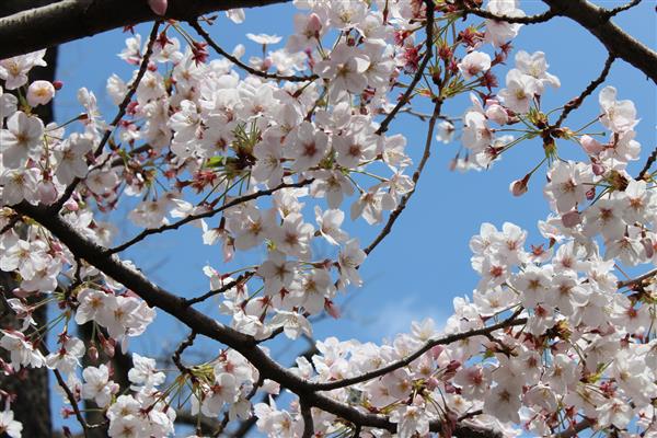 شکوفه های گیلاس گل و آسمان آبی