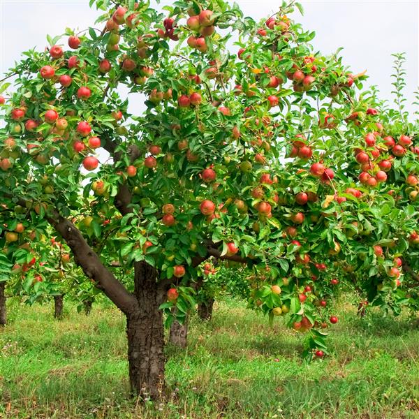 سیب های قرمز روی شاخه درخت سیب
