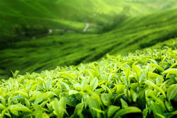 مزارع چای ارتفاعات کامرون مالزی