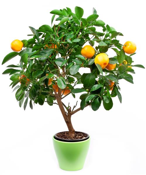 درخت نارنگی کوچک جدا شده روی زمینه سفید