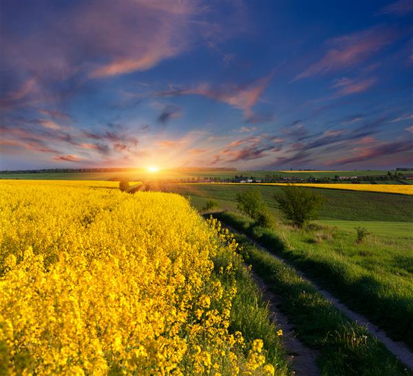 منظره تابستانی با زمینه ای از گل های زرد طلوع خورشید
