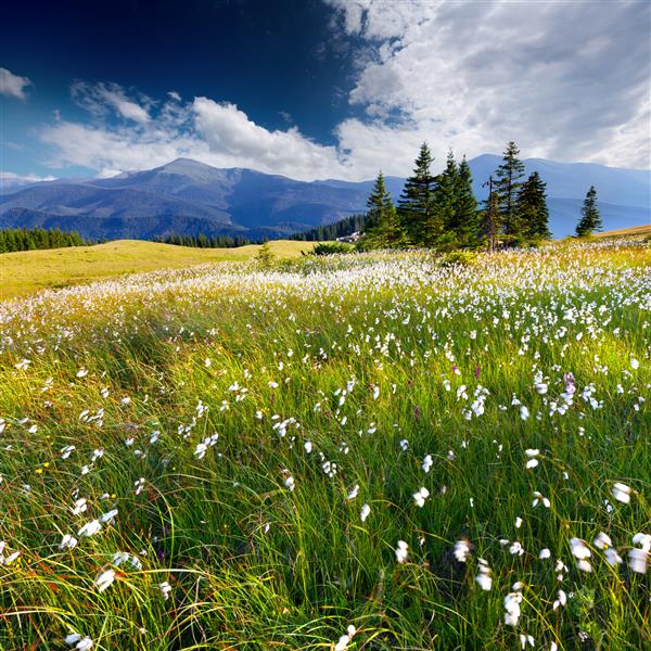 چشم انداز زیبای تابستانی در کوهستان با چمن و گل