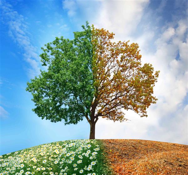درخت مفهومی در تابستان و پاییز
