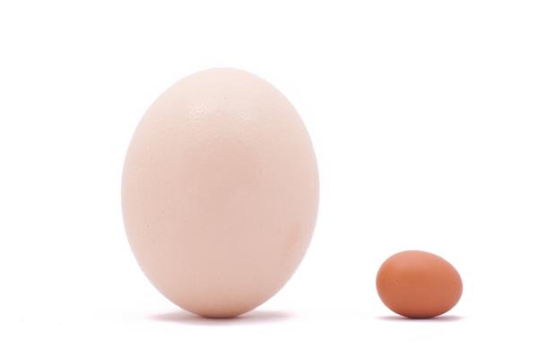 تخم شترمرغ و مرغ در زمینه سفید