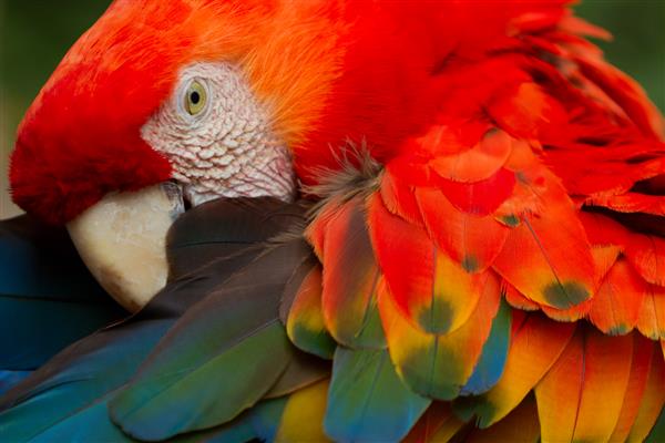 حیوانات آمازون اکوادور جنگل ماکائو برزیل جنگل بارانی پرنده جنوب پرو رنگ های قرمز مایل به قرمز ماکائو