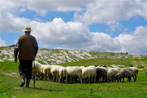 چوپان با گوسفندانش در چراگاه