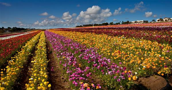 مزارع گل کارلسباد کالیفرنیا