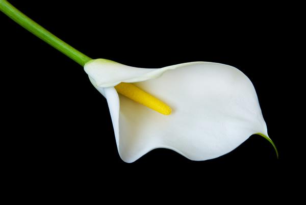 گل زیبای سفید سوسن Calla که روی زمینه ای سیاه قرار گرفته است