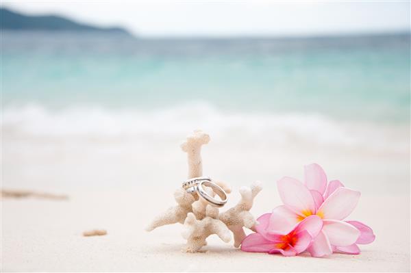 دو حلقه ازدواج روی مرجان جلوی ساحل