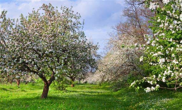 باغ شکوفه درختان سیب در بهار روز آفتابی