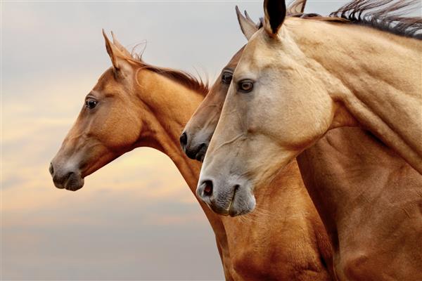 اسب اصیل در غروب آفتاب نزدیک با عمق میدان کم